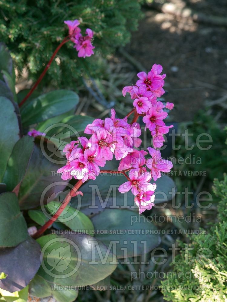 Bergenia Cabernet (Pig Squeak) 2 