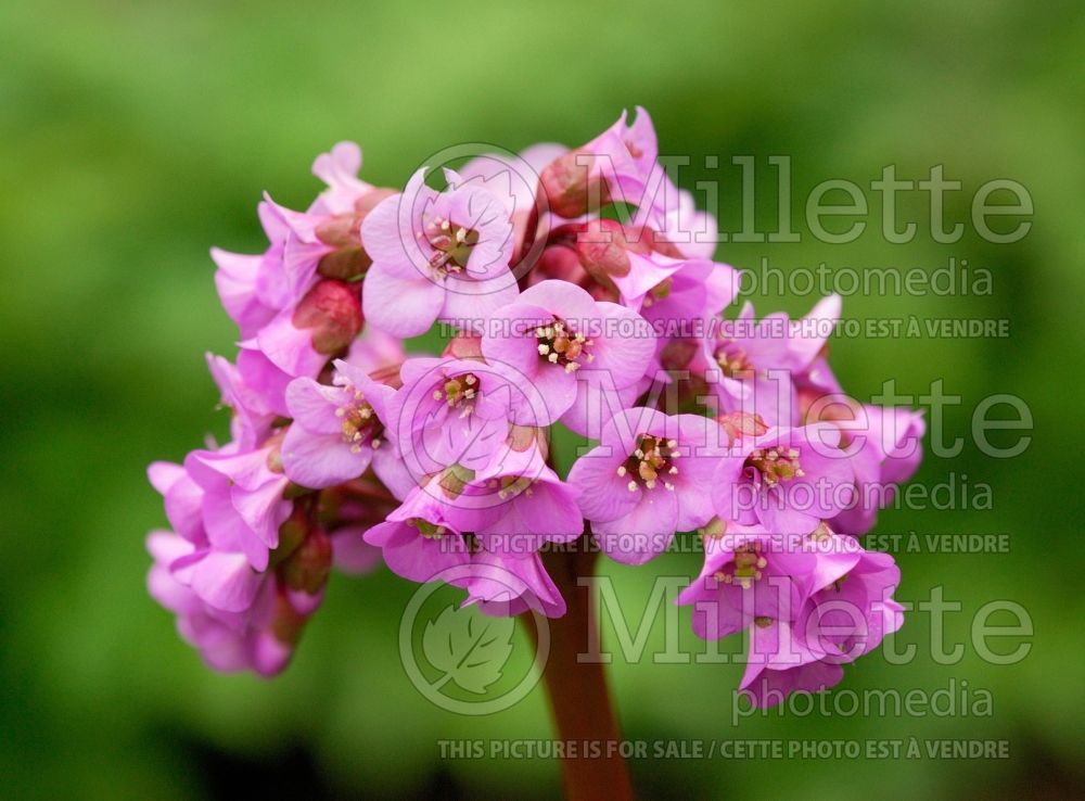 Bergenia cordifolia (Pigsqueak)  2