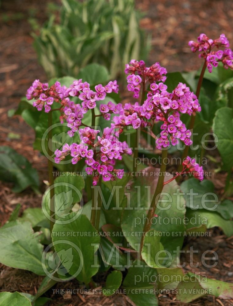 Bergenia cordifolia (Pigsqueak) 1