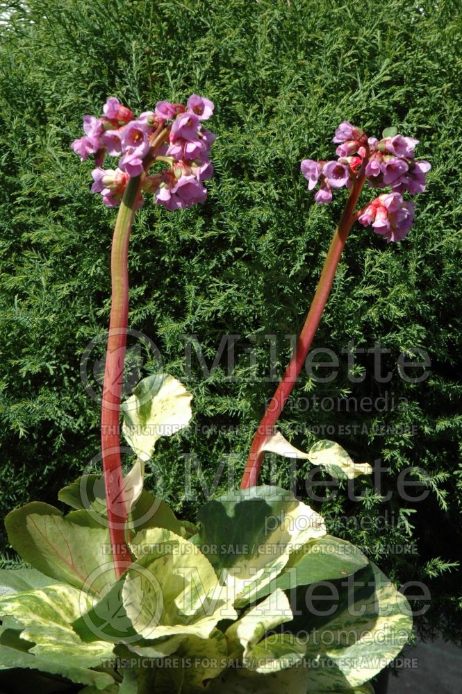 Bergenia Tubby Andrews (Pigsqueak) 3 