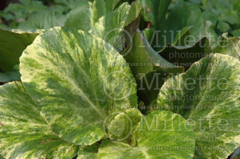 Bergenia Tubby Andrews (Pigsqueak) 5 