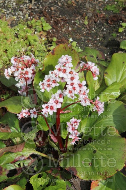 Bergenia crassifolia (Pig Squeak) 4 