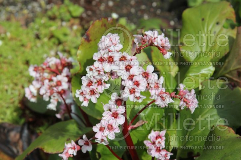 Bergenia crassifolia (Pig Squeak) 5 