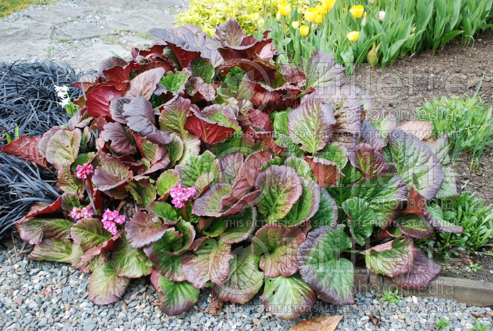 Bergenia crassifolia (Pig Squeak) 2 