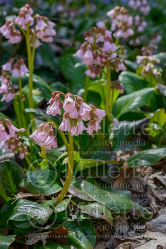 Bergenia emeiensis (Pig Squeak) 1 