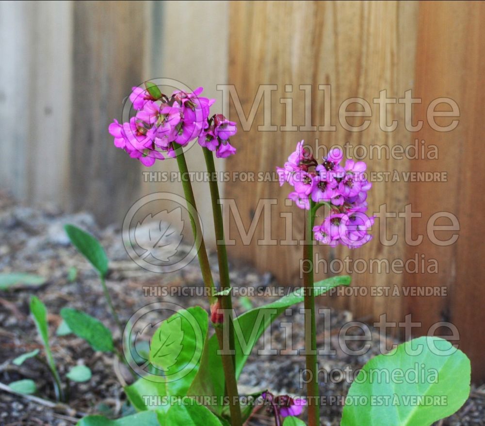 Bergenia Eroica (Pig Squeak) 1 