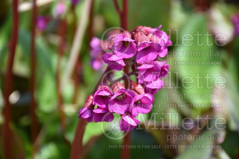 Bergenia Eroica (Pig Squeak) 2 