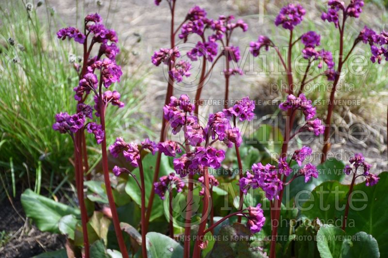 Bergenia Eroica (Pig Squeak) 3 