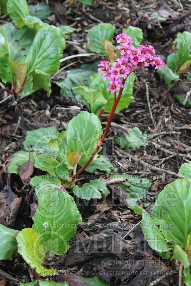 Bergenia Morgenrote (Pigsqueak) 1