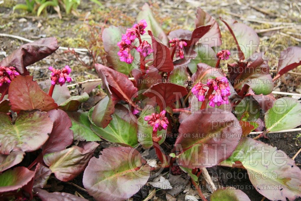 Bergenia Overture (Pig Squeak) 1 