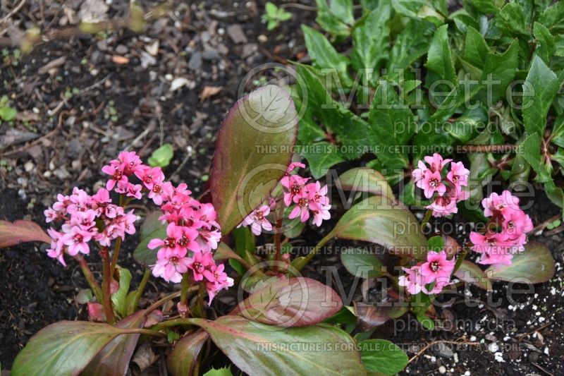 Bergenia Pink Dragonfly (Pigsqueak) 3 