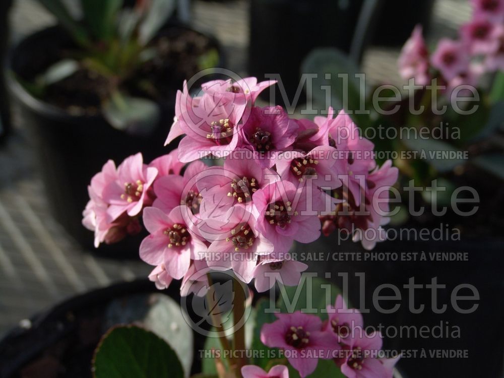 Bergenia Pink Dragonfly (Pigsqueak) 2 