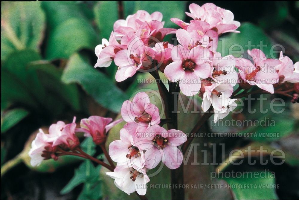 Bergenia Silberlicht or Silverlight (Pig Squeak) 1 