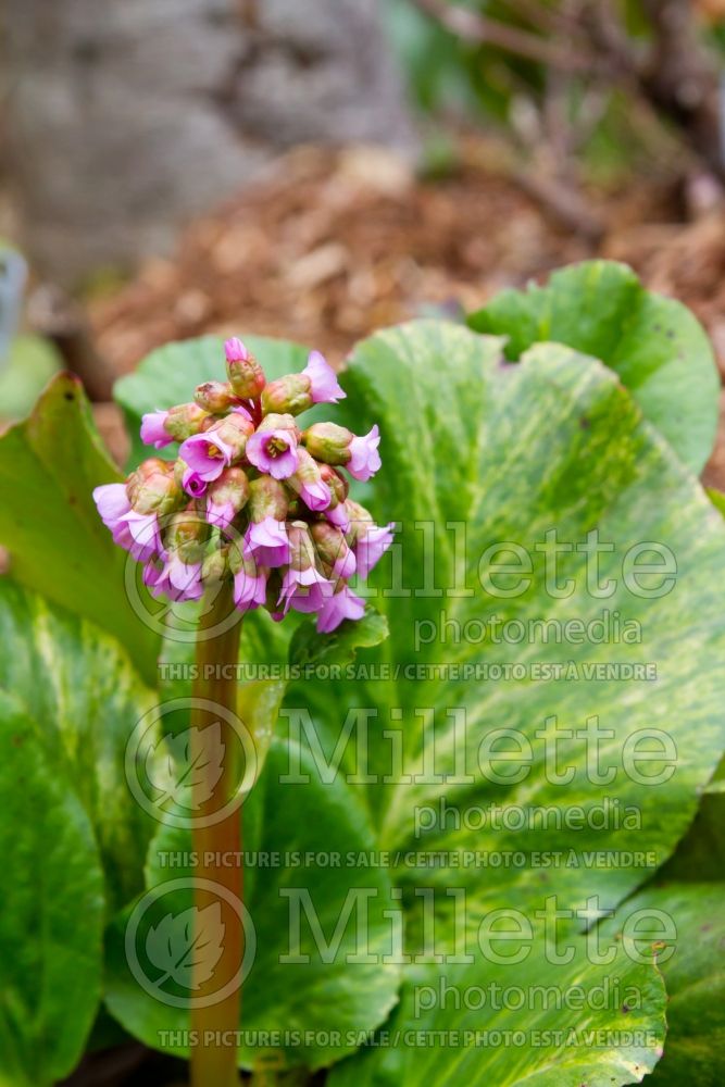 Bergenia Tubby Andrews (Pigsqueak) 2 