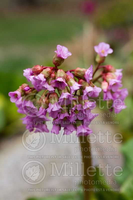 Bergenia Tubby Andrews (Pigsqueak) 6 