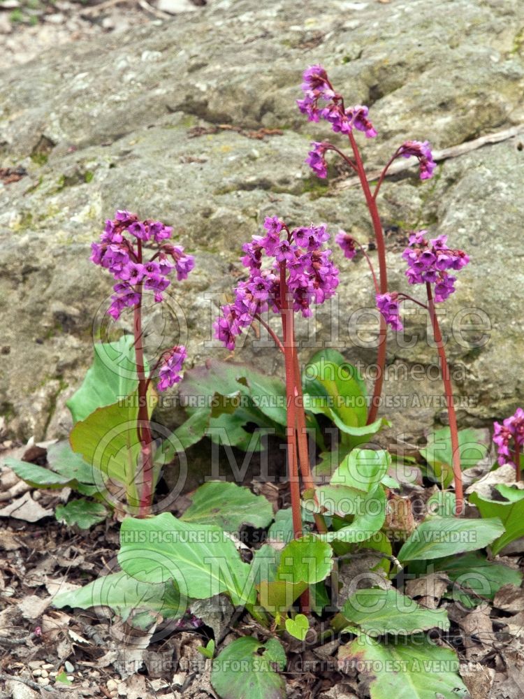 Bergenia Winter Glow or Winterglut (Pig Squeak) 1 