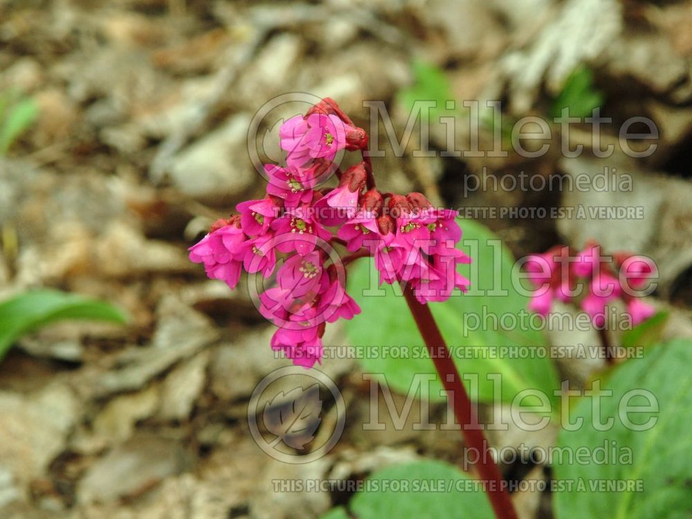 Bergenia Winter Glow or Winterglut (Pig Squeak) 3 