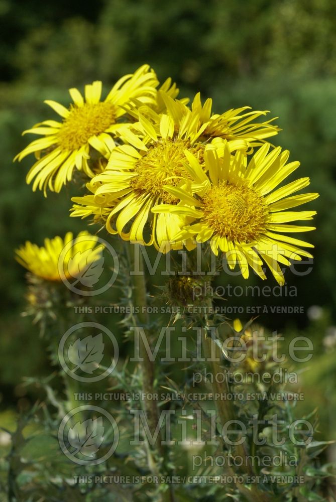 Berkheya multijuga (Golden spikes) 1 