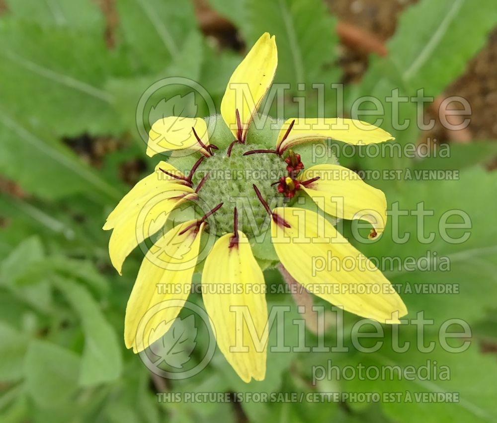 Berlandiera lyrata (chocolate flower) 10