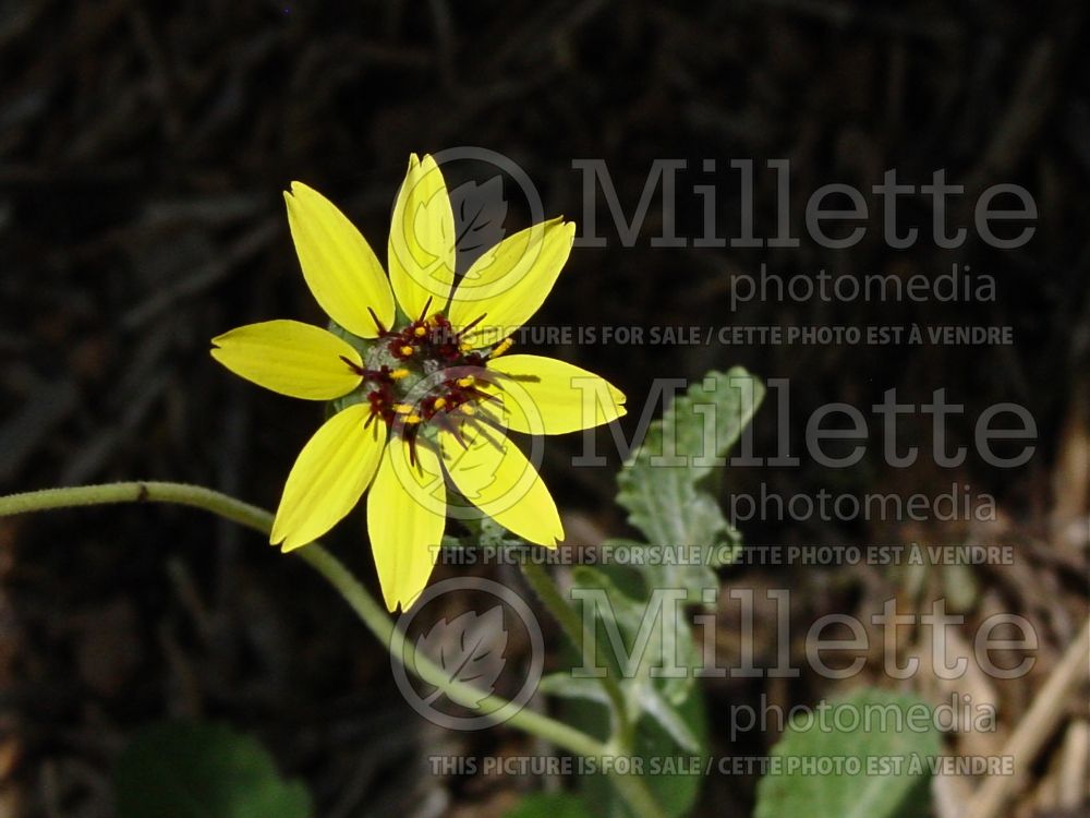 Berlandiera lyrata (chocolate flower)  2 