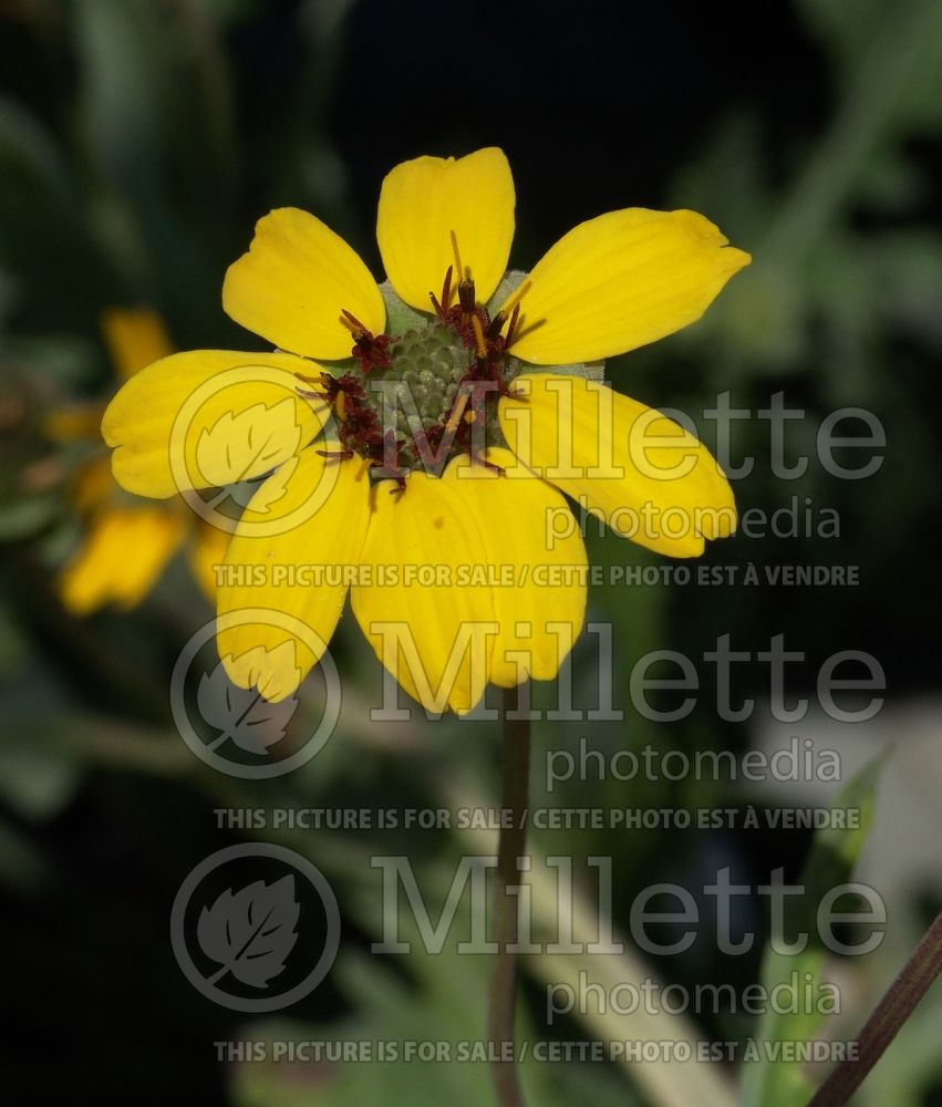 Berlandiera lyrata (chocolate flower)  1 