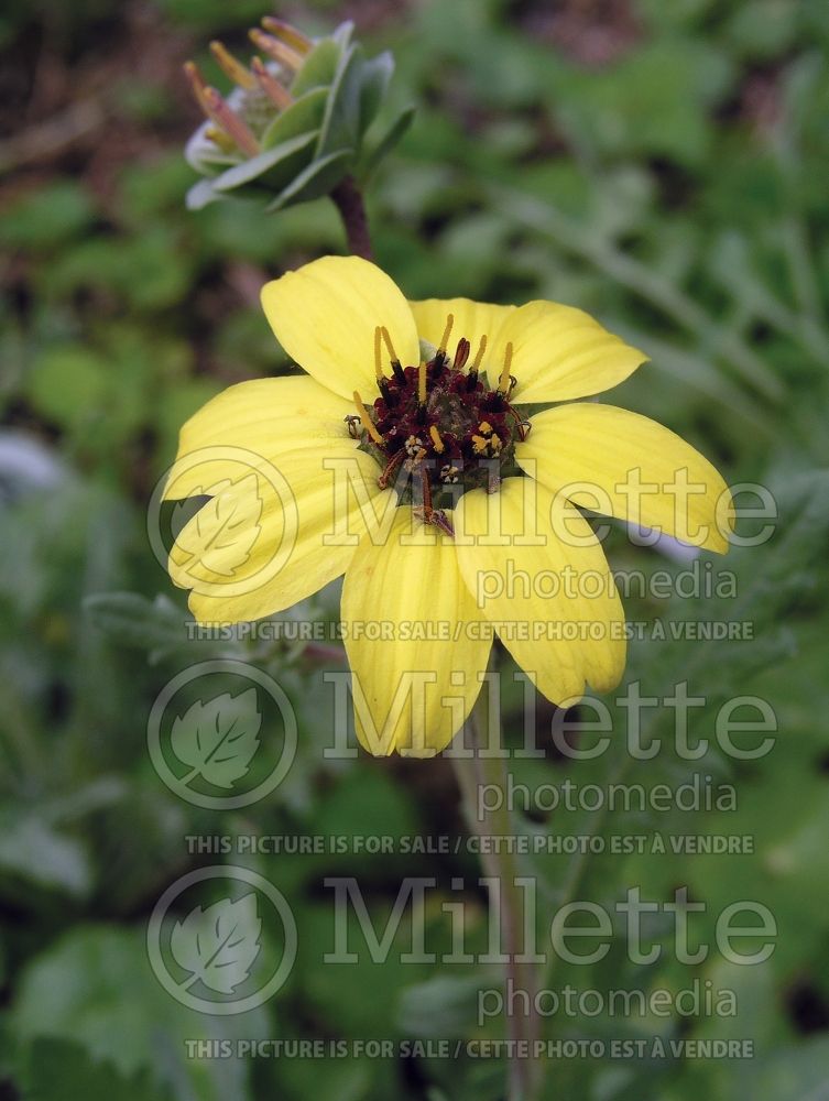 Berlandiera lyrata (chocolate flower)  3 