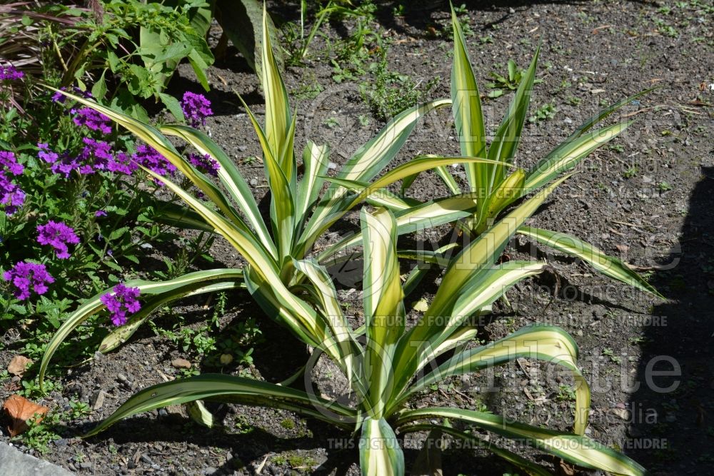 Beschorneria Flamingo Glow (False Red Yucca, Mexican Lily) 1  