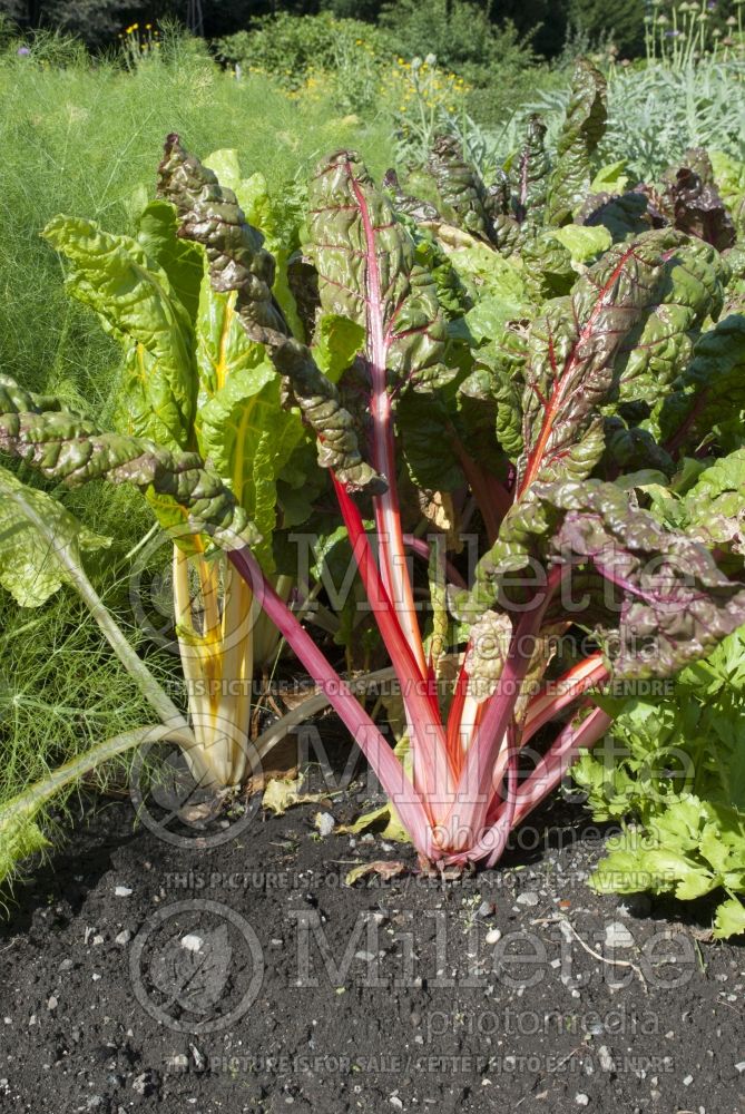 Beta Bright Lights (Swiss chard vegetable) 11