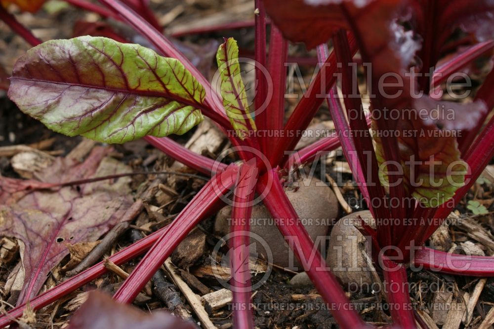 Beta Bull's Blood (Beet) 2 