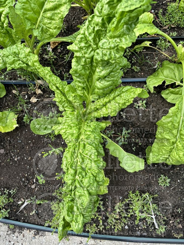 Beta Fordhook Giant (Swiss chard) 4 