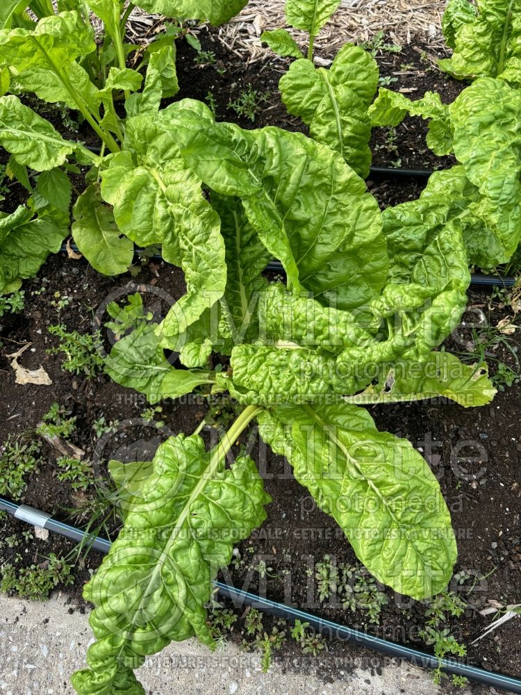 Beta Fordhook Giant (Swiss chard) 5 