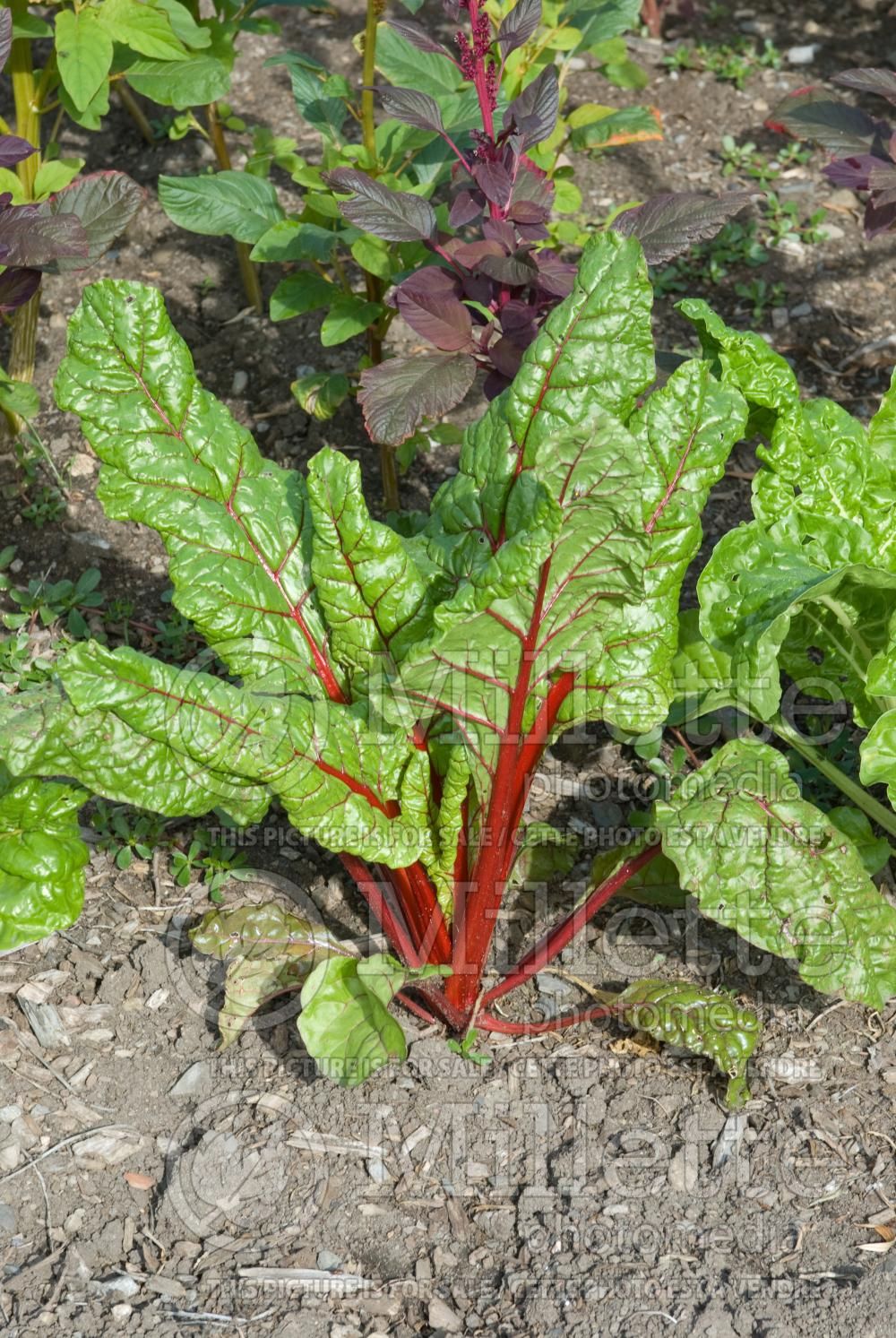 Beta vulgaris subsp. cicla var. flavescens (Swiss chard) 2