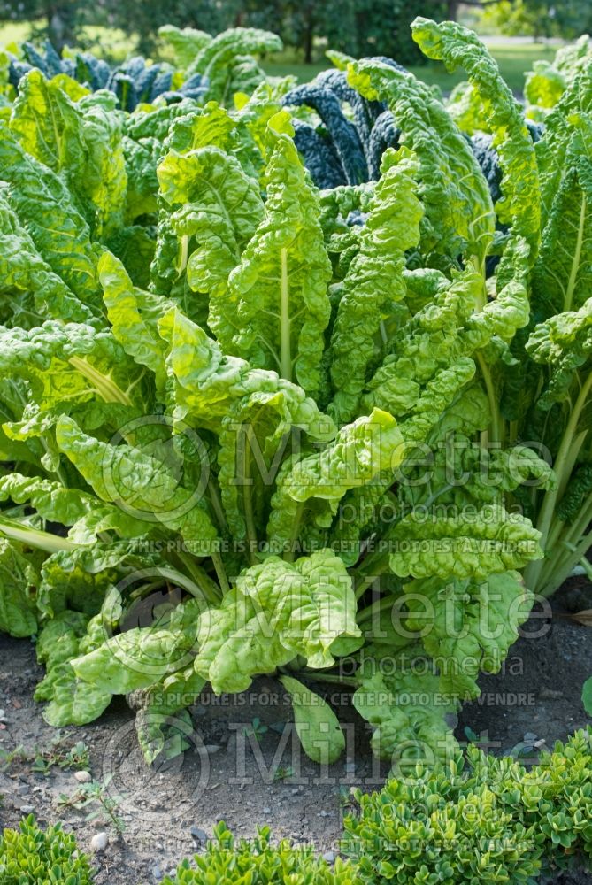 Beta Lucullus (Swiss chard) 1 