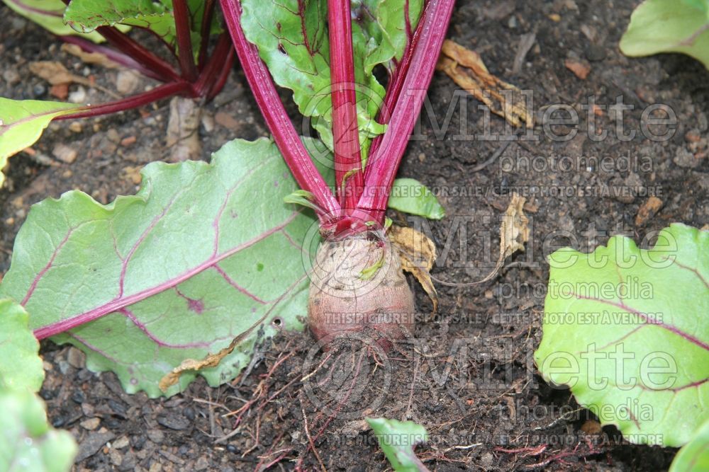 Beta Ruby Queen (Beet vegetable ) 1