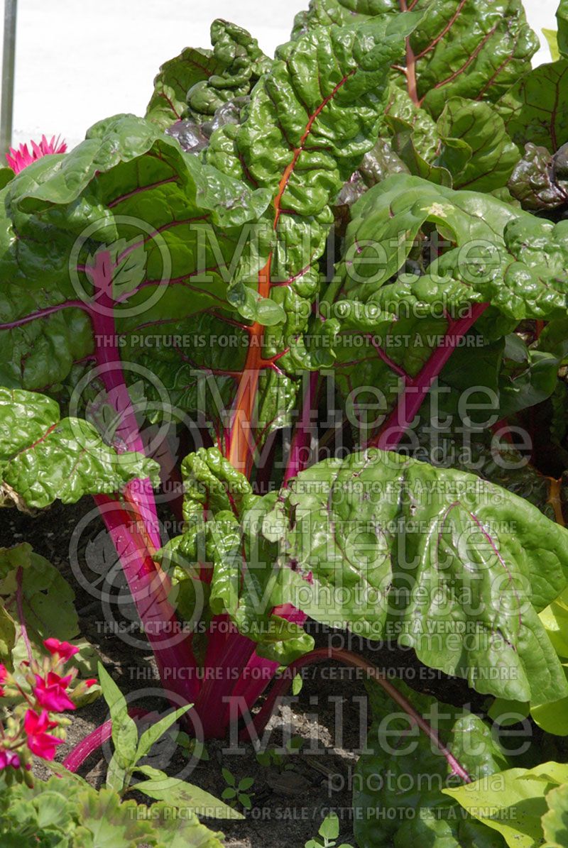 Beta Bright Lights (Swiss chard vegetable - bette-à-carde) 1 