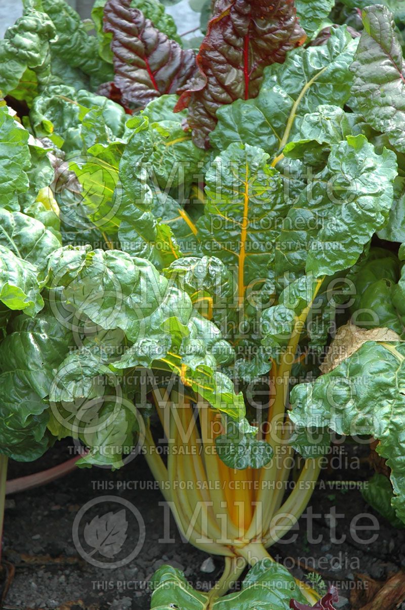 Beta Bright Lights (Swiss chard vegetable - bette-à-carde) 2 