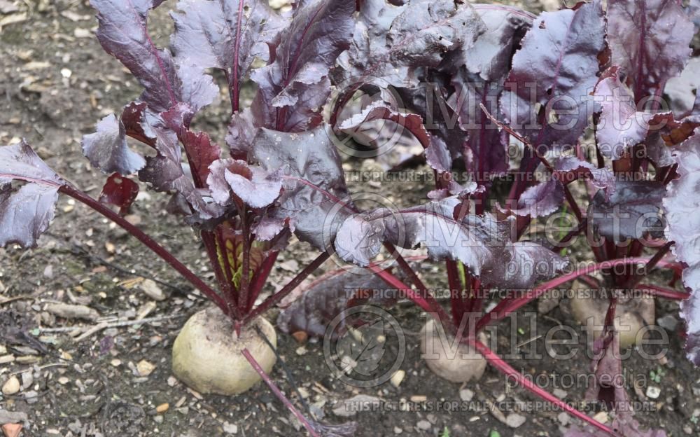 Beta Bull's Blood (Beet vegetable) 1