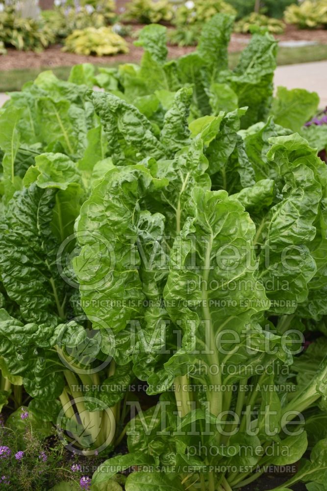 Beta Fordhook Giant (Swiss chard vegetable) 2 