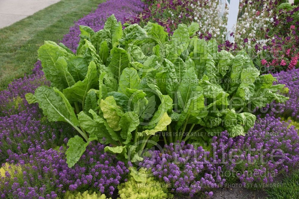 Beta Fordhook Giant (Swiss chard vegetable) 1 