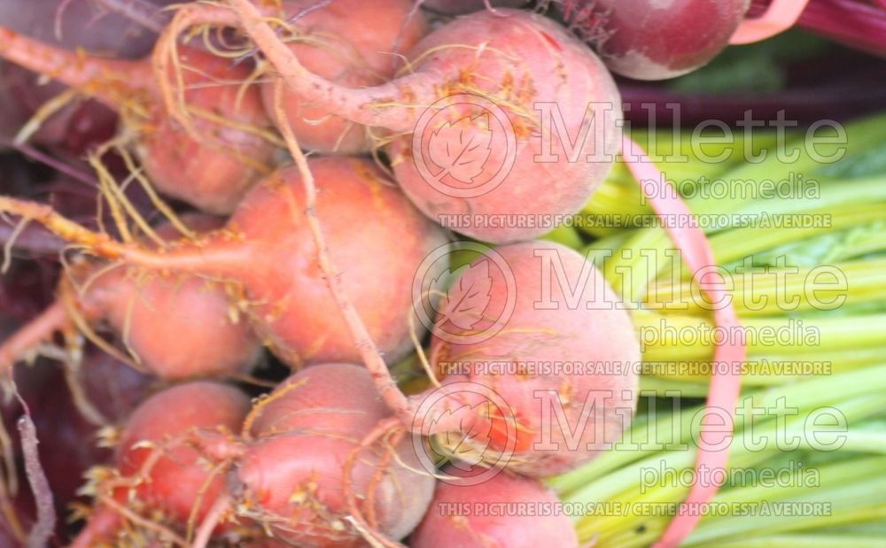 Beta Golden Detroit (Beet vegetable) 1 