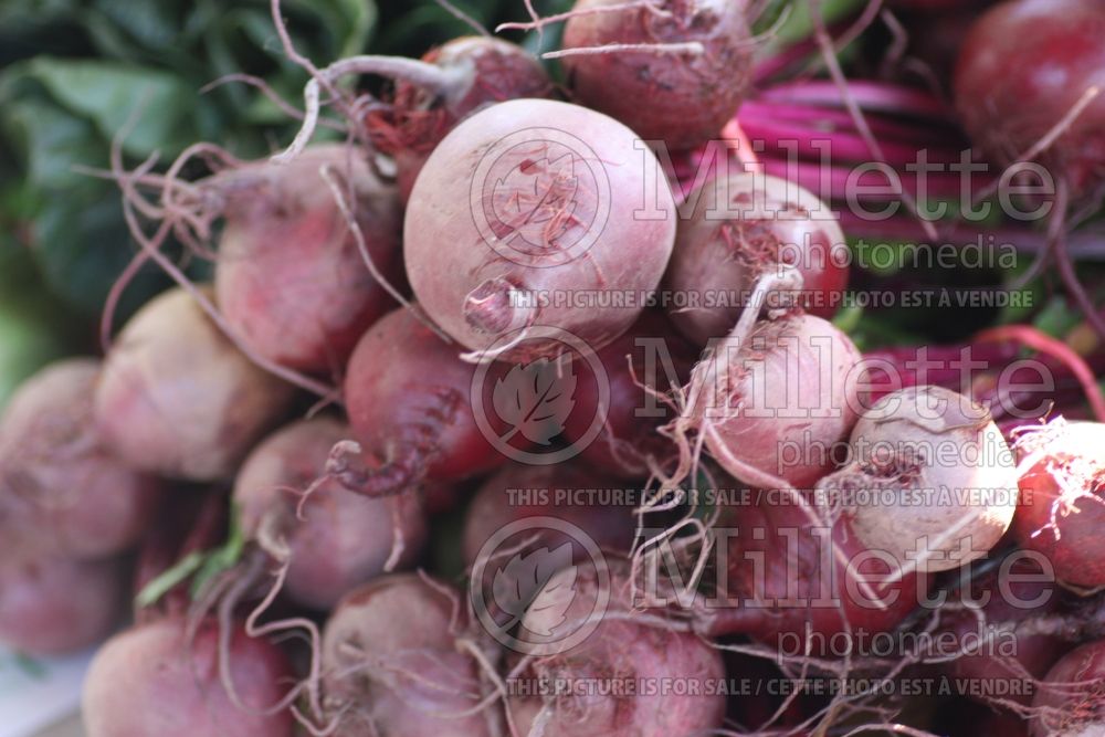 Beta Merlin (Beet vegetable) 1 