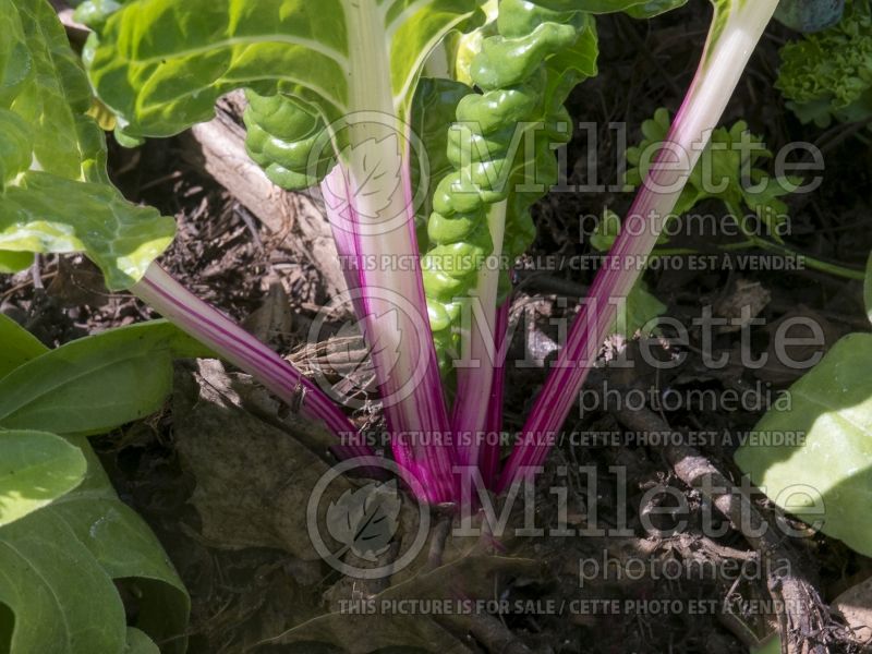 Beta Peppermint Rose (Swiss chard vegetable - bette-à-carde) 4 