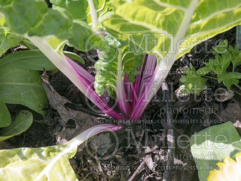 Beta Peppermint Rose (Swiss chard vegetable - bette-à-carde) 5 