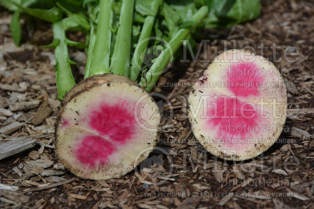 Beta Peppermint Rose (Swiss chard vegetable - bette-à-carde) 3 