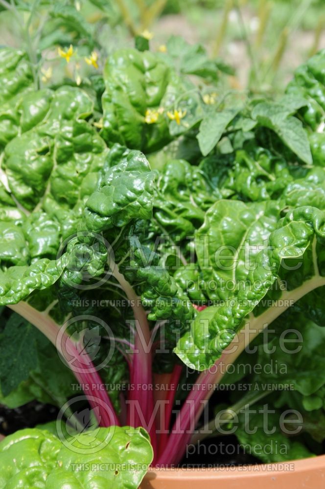 Beta Peppermint Rose (Swiss chard vegetable - bette-à-carde) 1 