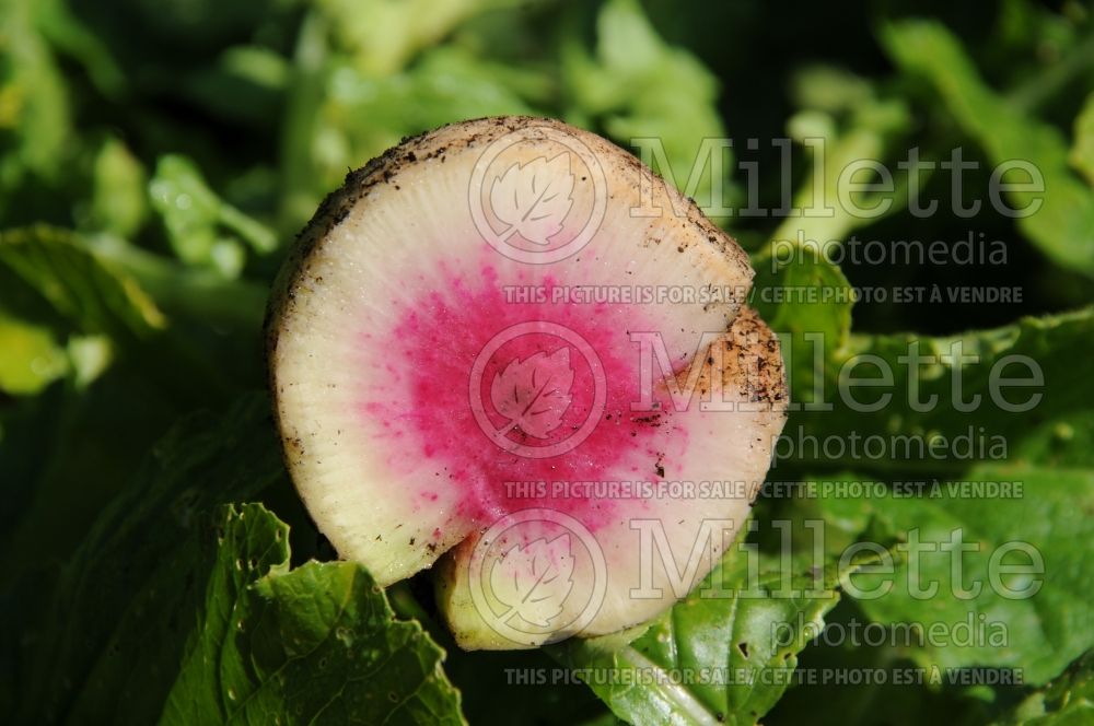 Beta Peppermint Rose (Swiss chard vegetable - bette-à-carde) 2 