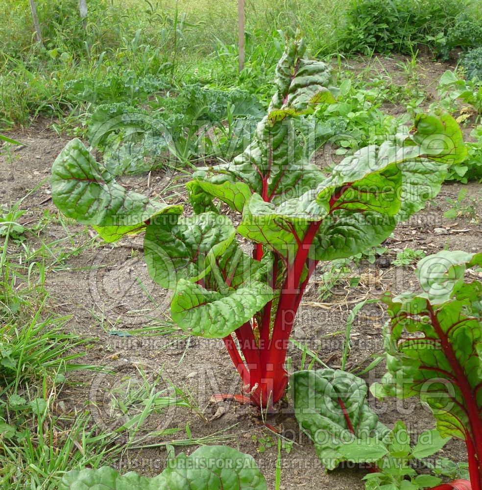 Beta Ruby Chard (Swiss chard vegetable - bette-à-carde) 1 