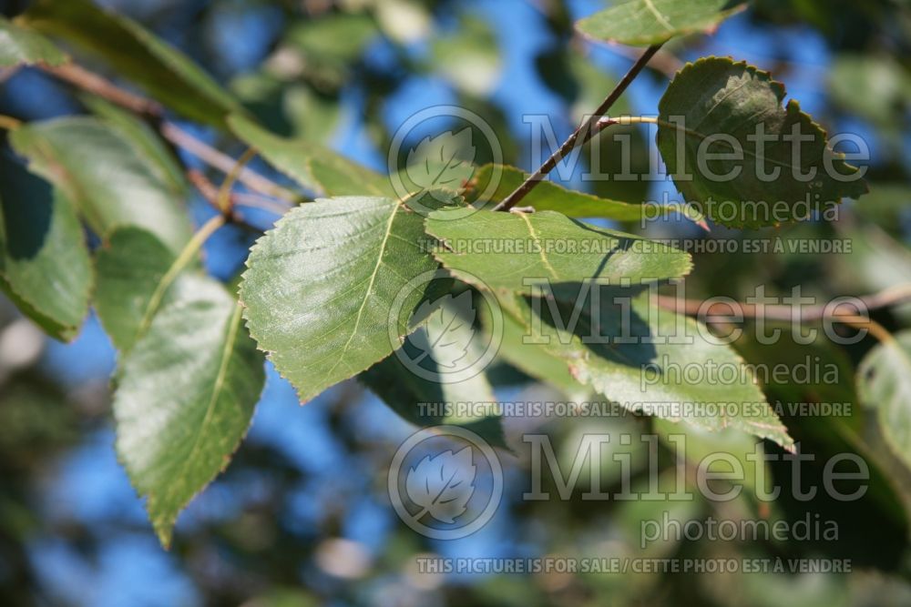 Betula nigra (Birch) 5  