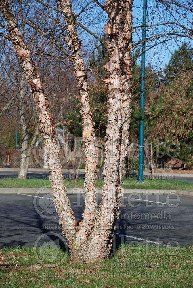 Betula nigra – bark -(Birch) 7  