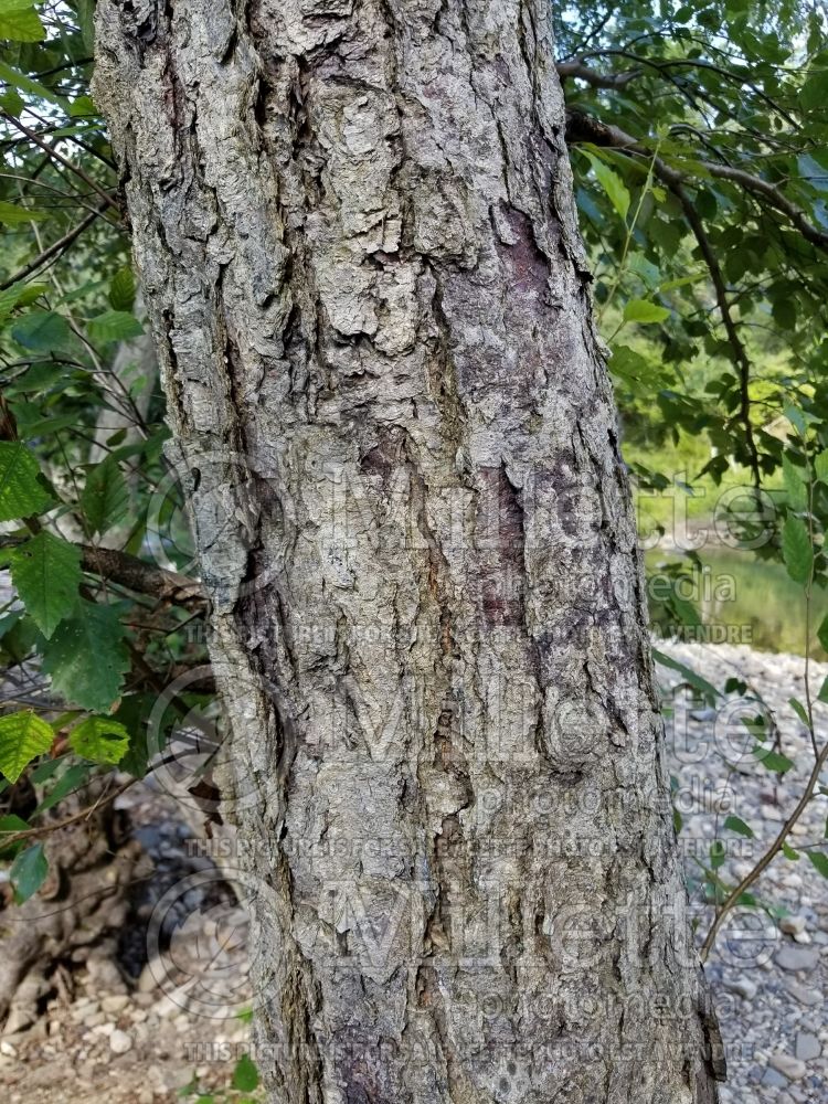 Betula nigra - bark - (Birch) 11 